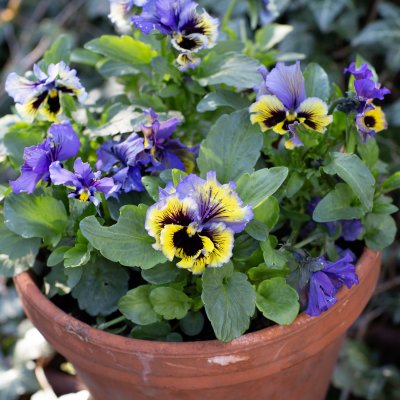 Årets Pensé 2026 - Krusblommig pensé Frizzle Zizzle-serien