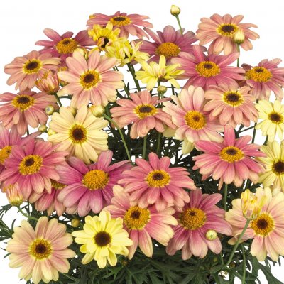 Argyranthemum frutescens Santorini Peach