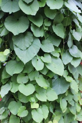 Aristolochia macrophylla (durior), Pipranka, 60-80 C2