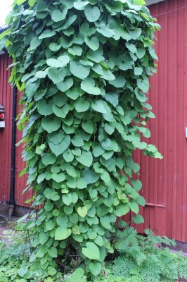 Aristolochia macrophylla (durior), Pipranka, 60-80 C2