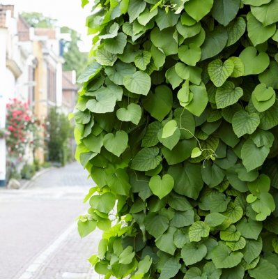 Aristolochia macrophylla (durior), Pipranka