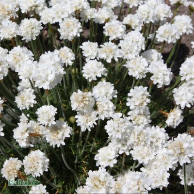 Armeria maritima Alba, Strandtrift, C11cm