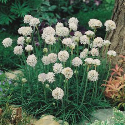 Armeria maritima Alba, Strandtrift, C11cm