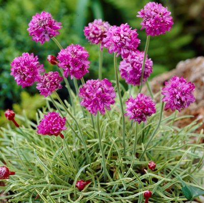 Armeria maritima Nifty Thrifty, Strandtrift, P9cm