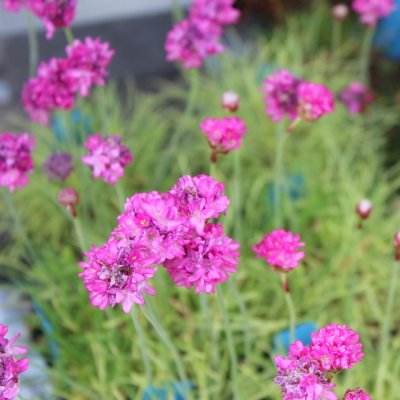 Armeria maritima Nifty Thrifty, Strandtrift, P9cm