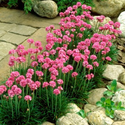 Armeria maritima Splendens, Strandtrift