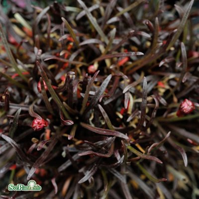Armeria maritima Vesuvius, Strandtrift, C11,5cm