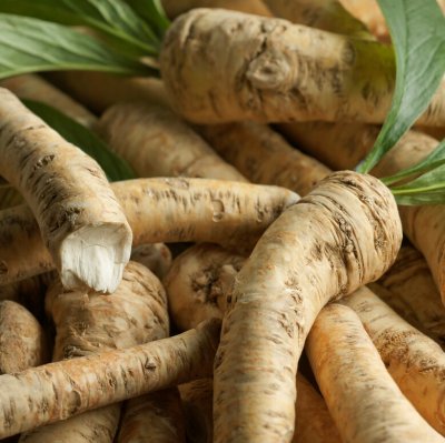 Armoracia rusticana, Pepparrot, barrot 1st