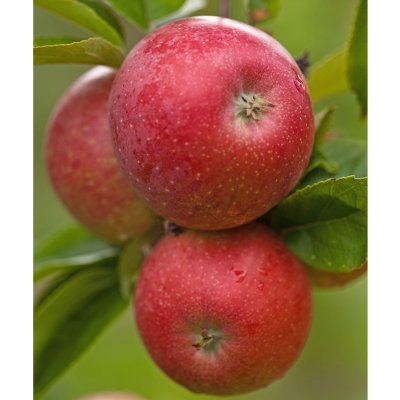 Äpple, Aroma E, Skånes Landskapsäpple, stam A2 C10