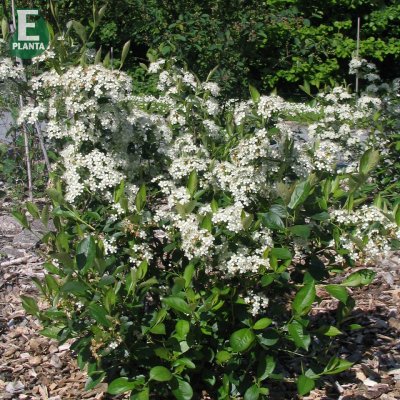 Aronia melanocarpa Hugin E, Liten Svartaronia 10-pack