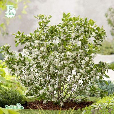 Aronia melanocarpa Glorie ® E (Elisabeth), Svartaronia, busk C3,5