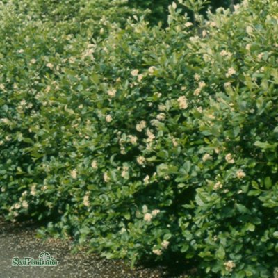 Aronia melanocarpa, Svartaronia 10-pack, 30-50 C10