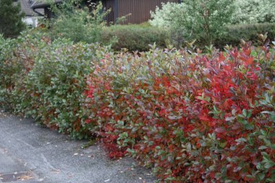 Aronia melanocarpa, Svartaronia, 40-50 C3