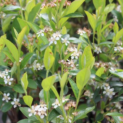 Aronia melanocarpa Autumn Magic, Svartaronia, 40-45 C3