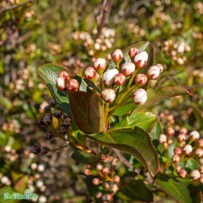 Aronia melanocarpa Autumn Magic, Svartaronia, 40-45 C3