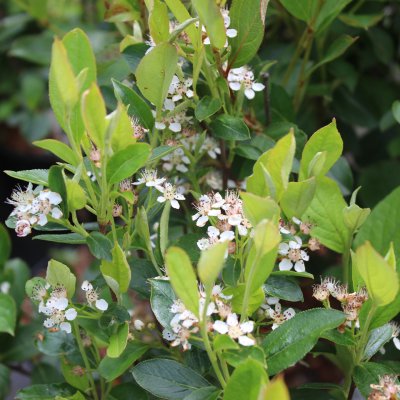 Aronia melanocarpa Autumn Magic, Svartaronia, 40-45 C3