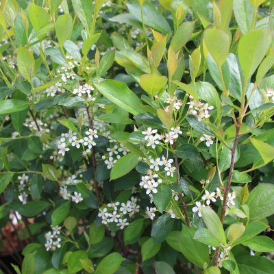 Aronia melanocarpa Hugin E, Liten Svartaronia 10-pack