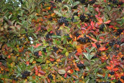 Aronia melanocarpa Hugin E, Liten Svartaronia, busk C3,5