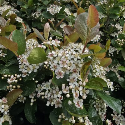 Aronia prunifolia Nero