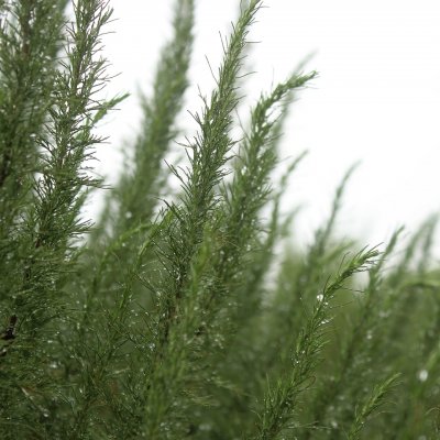 Artemisia abrotanum Predikoväcka, Åbrodd, Krukstorlek: 0,5-1L