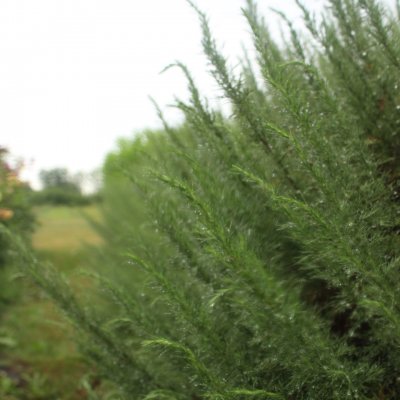 Artemisia abrotanum Predikoväcka, Åbrodd, Krukstorlek: 0,5-1L