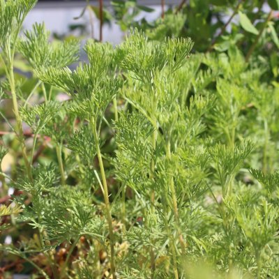 Artemisia abrotanum var. mar. Coca Cola, Åbrodd, P9cm