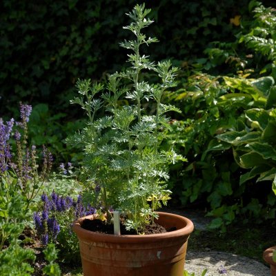 Artemisia absinthium, Äkta Malört, C11,5cm