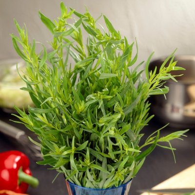 Artemisia dracunculus