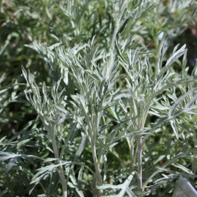 Artemisia ludoviciana Silver Queen, Vitmalört, P9cm