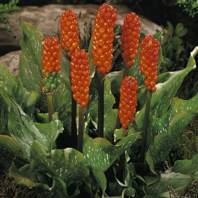 Arum italicum