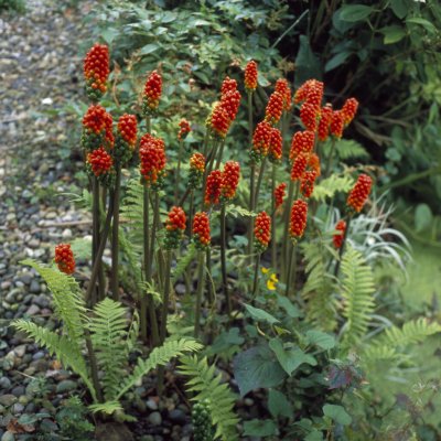 Arum italicum Marmoratum