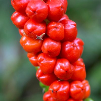 Arum maculatum Kobuleti, Fläckig Munkhätta, P9cm
