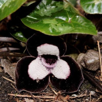 Asarum maximum Ling Ling, Pandahasselört, P9cm