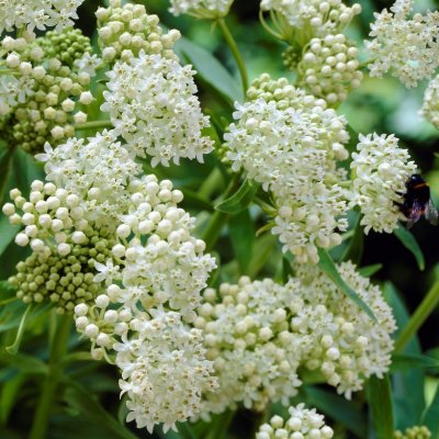 Asclepias incarnata Ice Ballet, Rosensidenört