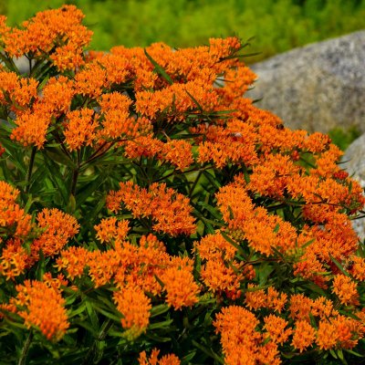 Asclepias tuberosa, Sidenört, C11cm