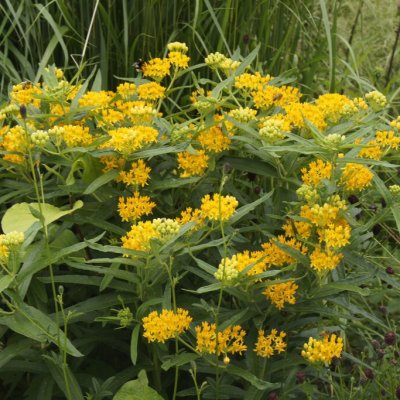 Asclepias tuberosa Hello Yellow