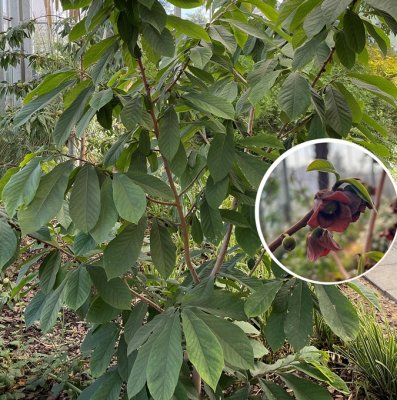 Asimina triloba Sunflower, Asimina (Pawpaw)