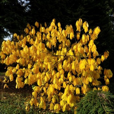 Asimina triloba, Asimina (Pawpaw), 30-40 C3