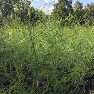 Asparagus officinalis Aspalim