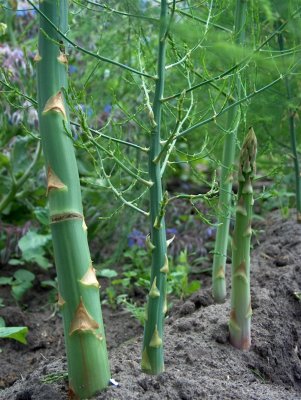 Sparris Gijnlim Sparriskronor 5-pack