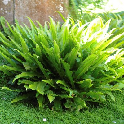 Asplenium scolopendrium, Hjorttunga, P9cm
