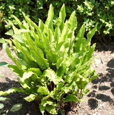 Asplenium scolopendrium Angustatum, Hjorttunga, P9cm