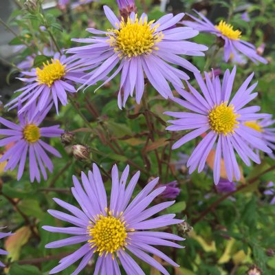 Aster ageratoides Eleven Purple ©, Balsamaster