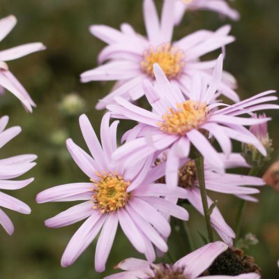 Aster amellus Rosa Erfülling (Pink Zenith), Brittsommaraster