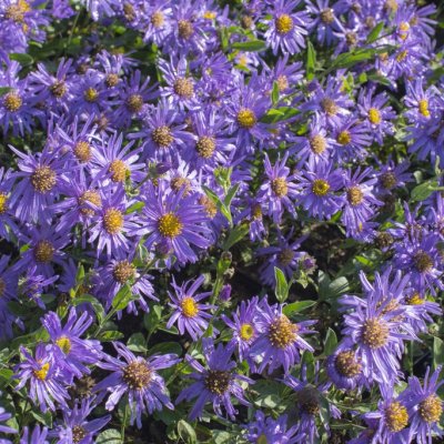 Aster amellus Blue King, Brittsommaraster