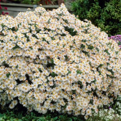 Symphyotrichum (Aster) novi-belgii Apollo, Oktoberaster, P9cm