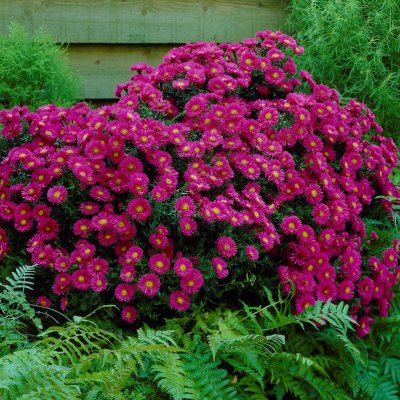 Symphyotrichum (Aster) novi-belgii Jenny, Oktoberaster, P9cm