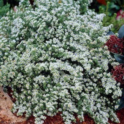 Symphyotrichum (Aster) ericoides Snow Flurry, Aster, SQ1