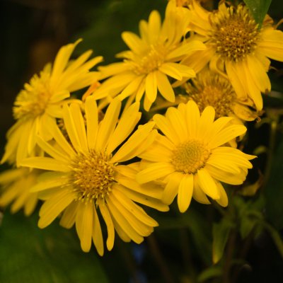 Heterotheca villosa Golden Sunshine, Guld Aster
