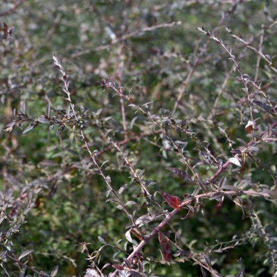 Symphyotrichum (Aster) lateriflorum Lady in Black, Grenaster, SQ1